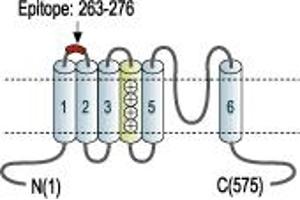 Representative domain view of the target of ABIN7043524.