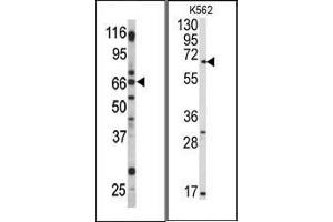 (LEFT)Western blot analysis of anti-Pael-R (GPR37) Pab in mouse brain tissue lysate.