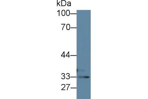 Western Blot; Sample: Human HepG2 cell lysate; Primary Ab: 1µg/ml Rabbit Anti-Mouse TST Antibody Second Ab: 0. (TST anticorps  (AA 2-297))