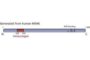 Image no. 3 for anti-MutS Homolog 6 (E. Coli) (MSH6) (AA 225-333) antibody (ABIN968248) (MSH6 anticorps  (AA 225-333))