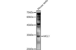 Western blot analysis of extracts of Mouse testis, using MCL1 antibody (ABIN1513185, ABIN3020984, ABIN3020985 and ABIN6213849) at 1:1000 dilution. (MCL-1 anticorps)