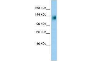 Host: Rabbit Target Name: PLEKHG3 Sample Type: A549 Whole Cell lysates Antibody Dilution: 1. (PLEKHG3 anticorps  (C-Term))