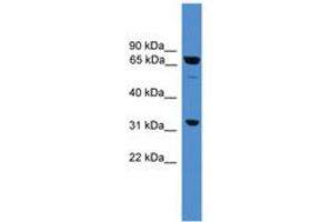 Image no. 1 for anti-Sorting Nexin 18 (SNX18) (AA 371-420) antibody (ABIN6745367) (SNX18 anticorps  (AA 371-420))