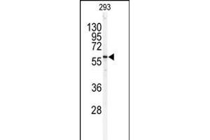 Western blot analysis of anti-SPTLC1 Antibody (C-term) (ABIN389109 and ABIN2839299) in 293 cell line lysates (35 μg/lane).