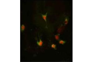 Image no. 3 for anti-Frizzled Family Receptor 1 (Fzd1) (AA 374-404), (Middle Region) antibody (ABIN357911) (FZD1 anticorps  (Middle Region))