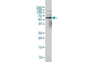 NCOA4 monoclonal antibody (M02), clone 1A2 Western Blot analysis of NCOA4 expression in Hela S3 NE . (NCOA4 anticorps  (AA 505-614))