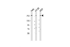 Western Blot at 1:1000-1:2000 dilution Lane 1: Hela whole cell lysate Lane 2: HT-29 whole cell lysate Lane 3: WiDr whole cell lysate Lysates/proteins at 20 ug per lane. (PCNXL2 anticorps  (AA 467-499))