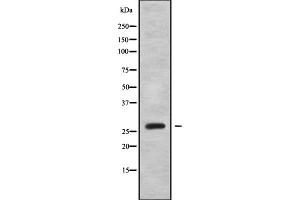 Western blot analysis OTUB2 using HepG2 whole cell lysates