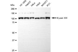anti-Myosin XIX (MYO19) antibody