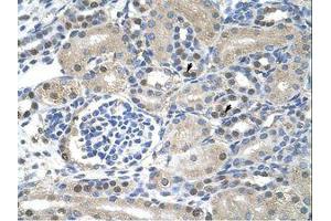 Image no. 1 for anti-Nuclear RNA Export Factor 1 (NXF1) (N-Term) antibody (ABIN203227)