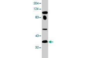 Western blot analysis of TUP1 expression in Mav108 cells with TUP1 monoclonal antibody, clone 10. (HIRA anticorps  (AA 1-200))