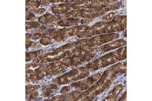 Immunohistochemical staining of human stomach with TIMM9 polyclonal antibody  shows strong cytoplasmic positivity in glandular cells at 1:10-1:20 dilution.