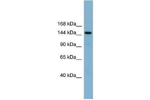 WB Suggested Anti-KIAA1199  Antibody Titration: 0. (CEMIP anticorps  (Middle Region))