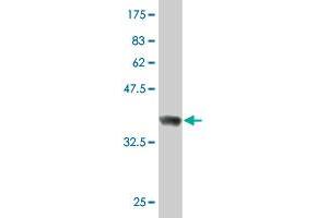 Western Blot detection against Immunogen (36.