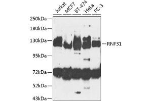 Western blot analysis of extracts of various cell lines, using RNF31 antibody (ABIN6128646, ABIN6147036, ABIN6147038 and ABIN6224248) at 1:1000 dilution. (RNF31 anticorps  (AA 500-700))