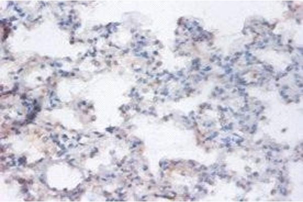 RRAGA anticorps  (AA 1-247)