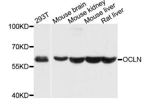 Western blot analysis of extracts of various cell lines, using OCLN antibody. (Occludin anticorps  (AA 263-522))