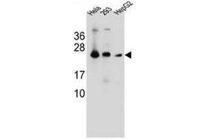 MESDC2 Antibody (C-term) western blot analysis in Hela,293,HepG2 cell line lysates (35µg/lane). (MESDC2 anticorps  (C-Term))