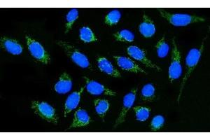 IF analysis of DLGAP1 using anti-DLGAP1 antibody (ABIN7600257). (DLGAP1 anticorps  (AA 17-319))