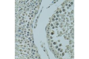 Immunohistochemistry of paraffin-embedded rat testis using PRDM2 antibody  at dilution of 1:100 (40x lens).