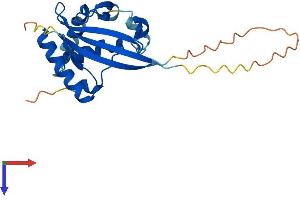 AlphaFold protein structure predicition of Mouse Recombinant Atg10 Protein, UniprotID Q8R1P4