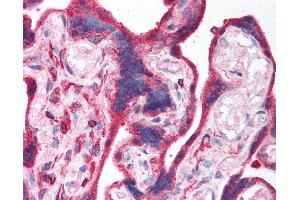 Anti-EPB42 / Pallidin antibody IHC of human placenta.