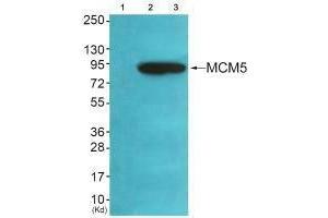 Western blot analysis of extracts from HeLa cells (Lane 2), A549 cells (Lane 3) and cells (Lane 4), using MCM5 antiobdy. (MCM5 anticorps)