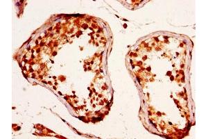IHC image of ABIN7167660 diluted at 1:290 and staining in paraffin-embedded human testis tissue performed on a Leica BondTM system. (RXFP2 anticorps  (AA 33-158))