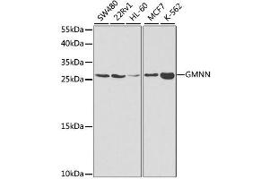 Western blot analysis of extracts of various cell lines, using GMNN antibody. (Geminin anticorps  (AA 1-209))