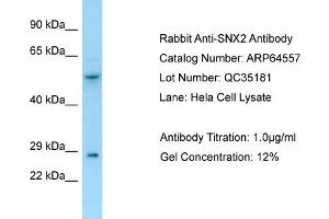 Western Blotting (WB) image for anti-Sorting Nexin 2 (SNX2) (C-Term) antibody (ABIN2789876) (Sorting Nexin 2 anticorps  (C-Term))