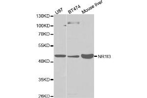 Western blot analysis of extracts of various cell lines, using NR1I3 antibody (ABIN5971021) at 1/1000 dilution. (NR1I3 anticorps)