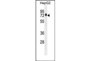 Western blot analysis of LRRC40 Antibody (C-term) in HepG2 cell line lysates (35ug/lane). (LRRC40 anticorps  (C-Term))