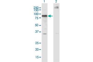 Western Blot analysis of IKZF4 expression in transfected 293T cell line by IKZF4 monoclonal antibody (M01A), clone 4E6. (IKZF4 anticorps  (AA 2-108))
