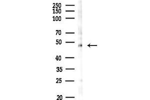 anti-Iroquois Homeobox Protein 1 (IRX1) (Internal Region) antibody