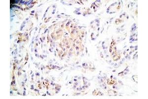Human pancreas tissue was stained by Rabbit Anti-Maserin (529-568) (Rat) Antibody (Manserin / SgII (AA 529-568) anticorps)