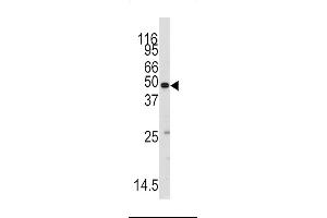 Western blot analysis of anti-RS2 Antibody (C-term) ((ABIN392309 and ABIN2841960)) in mouse testis tissue lysates (35 μg/lane). (MARS anticorps  (C-Term))