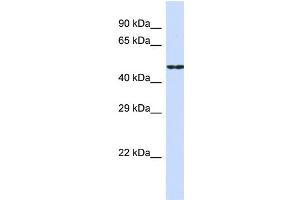 Host:  Rabbit  Target Name:  CDH19  Sample Type:  HepG2 Whole Cell lysates  Antibody Dilution:  1. (CDH19 anticorps  (Middle Region))