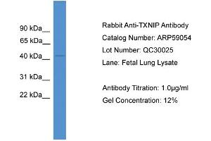 WB Suggested Anti-TXNIP  Antibody Titration: 0. (TXNIP anticorps  (Middle Region))