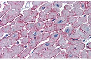 Immunohistochemistry with Human Heart lysate tissue at an antibody concentration of 5. (DCST1 anticorps  (C-Term))