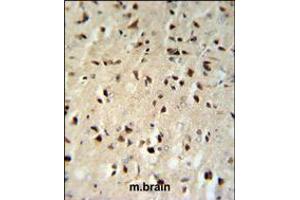 FKBP1B Antibody IHC analysis in formalin fixed and paraffin embedded mouse brain tissue followed by peroxidase conjugation of the secondary antibody and DAB staining. (FKBP1B anticorps  (N-Term))