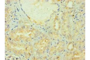 Immunohistochemistry of paraffin-embedded human kidney tissue using ABIN7165066 at dilution of 1:100 (PRMT2 anticorps  (AA 1-300))