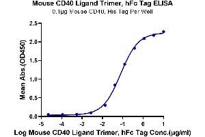 CD40 Ligand (CD40LG) (AA 112-260), (Trimer) protein (Fc Tag)