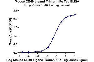 Immobilized Mouse CD40, His Tag at 1 μg/mL (100 μL/well) on the plate. (CD40 Ligand Protein (CD40LG) (Trimer) (Fc Tag))