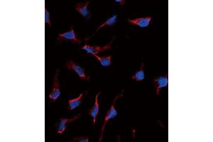 Immunofluorescence (IF) image for anti-KIT Ligand (KITLG) antibody (ABIN2998288) (KIT Ligand anticorps)