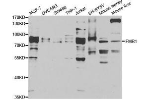 Western blot analysis of extracts of various cell lines, using FMR1 antibody (ABIN5973291) at 1/1000 dilution. (FMR1 anticorps)