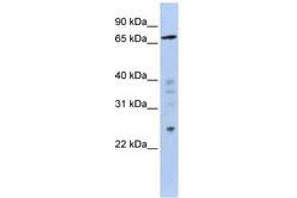 ZNF510 Antikörper  (AA 611-660)