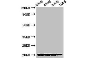 Western Blot Positive WB detected in Recombinant protein All lanes: THI2. (Thionin 2.1 (THI2.1) (AA 27-72) anticorps)