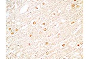 Mouse brain tissue stained by Rabbit Anti-NERP-2 (Human) Antibody (NERP-2 anticorps)