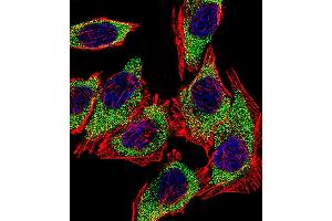 Fluorescent confocal image of A549 cell stained with AGR2 Antibody (N-term) (ABIN390226 and ABIN2840703). (AGR2 anticorps  (N-Term))