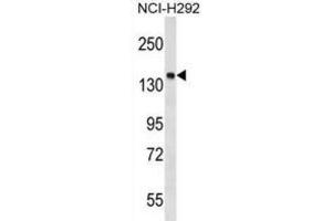 Western Blotting (WB) image for anti-Protein Tyrosine Phosphatase, Non Receptor Type 23 (PTPN23) antibody (ABIN2999442) (PTPN23 anticorps)